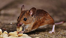 24 Hour & Emergency Exterminators in Hedgesville, WV